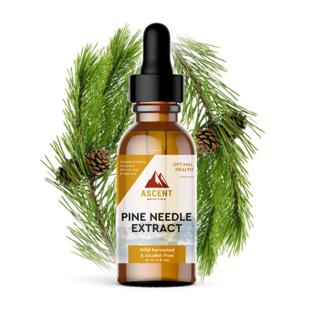Bottle of Pine Needle Extract supplement promoting respiratory, immune, brain, and detox health, natural alternative to pine needle tea