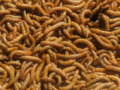 Close-up of live organic mealworms raised on a high calcium, hormone-free diet for reptiles