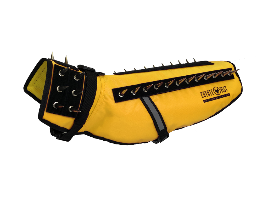 Dog wearing CoyoteVest stab-resistant protective body armor against predators