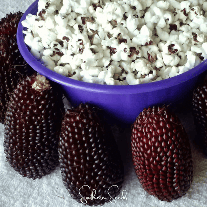 Strawberry Corn – 30 Seeds
